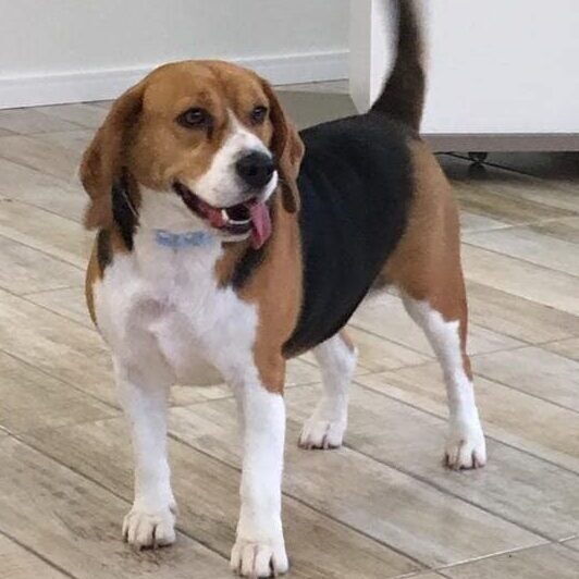 Beagel