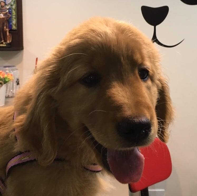 Golden Retriever