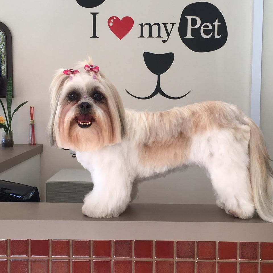 Lhasa Apso